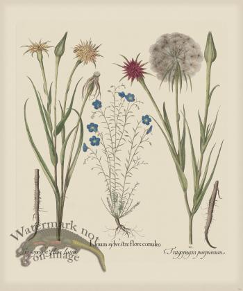 Besler 162 Colored  B2